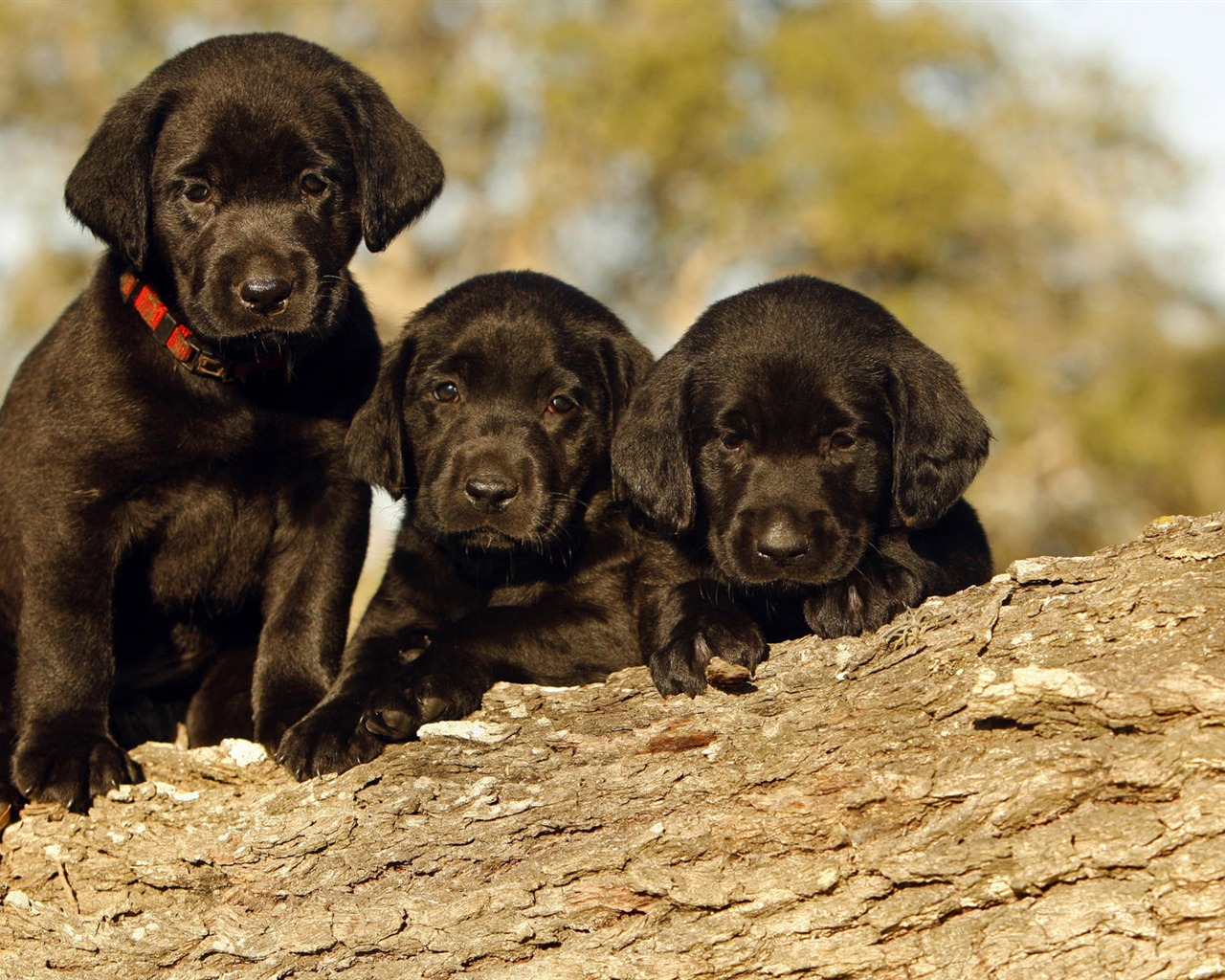 Puppy Photo fonds d'écran HD (9) #6 - 1280x1024