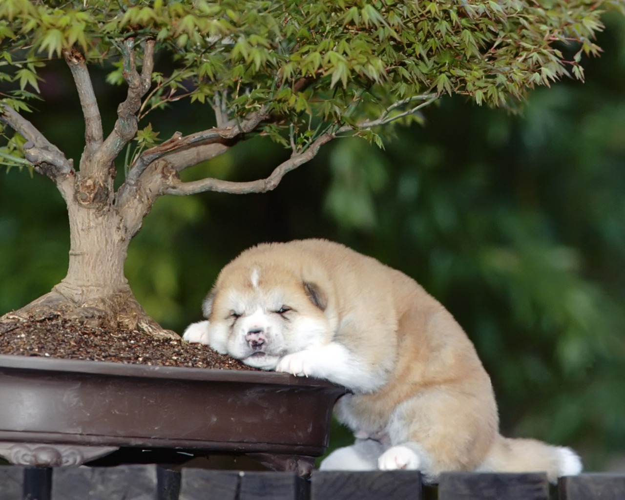 Puppy Photo HD Wallpaper (9) #11 - 1280x1024