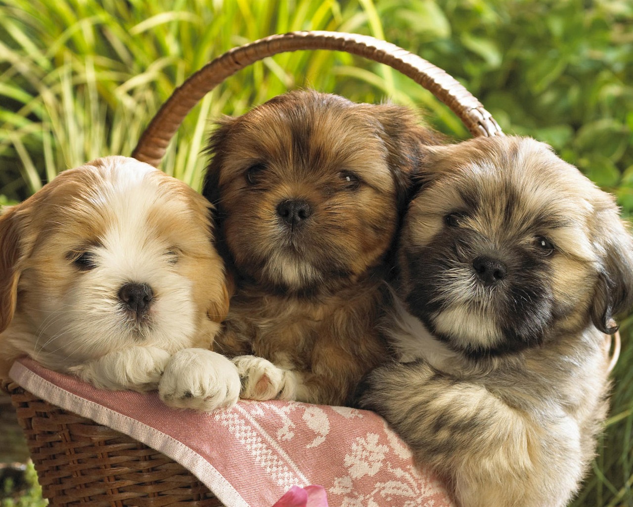 Puppy Photo HD wallpapers (9) #19 - 1280x1024