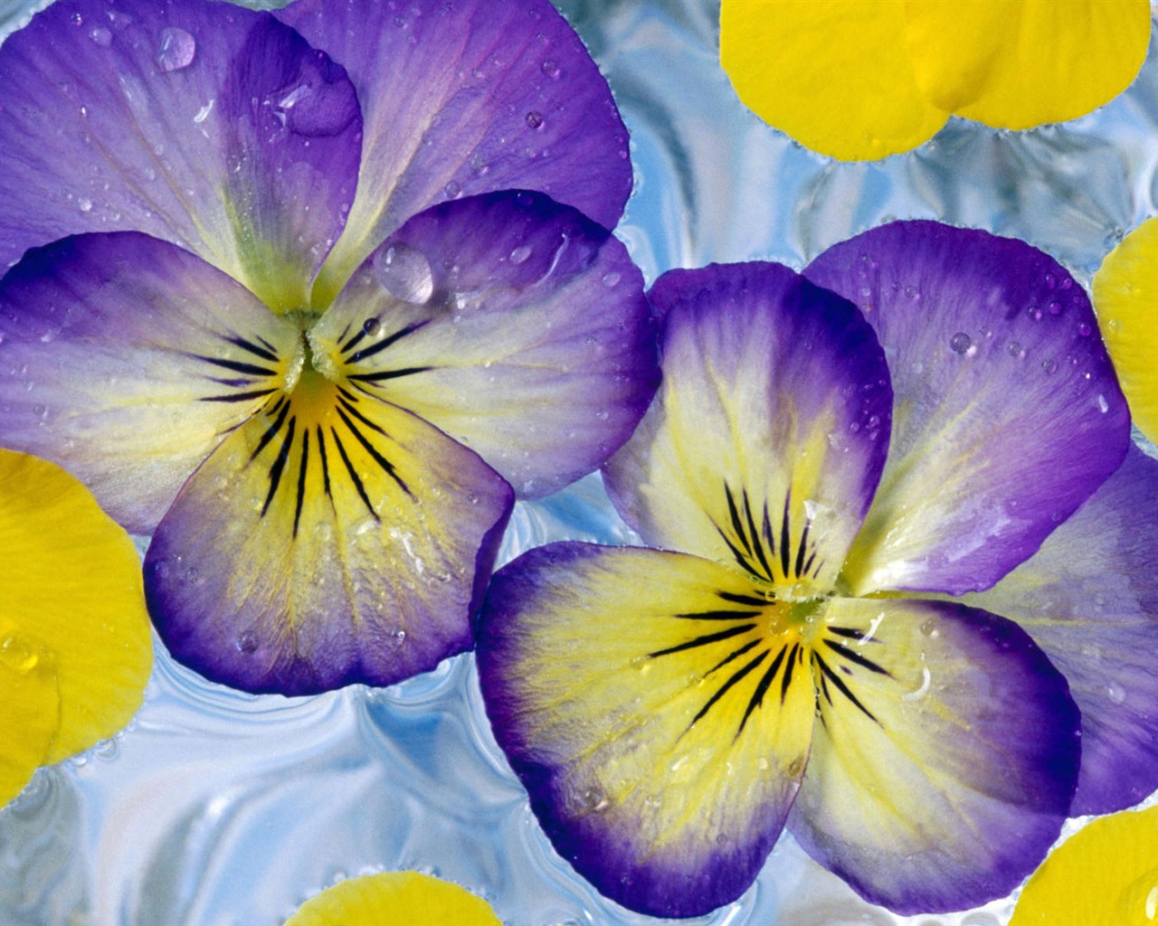 Widescreen-Wallpaper Blumen close-up (2) #1 - 1280x1024