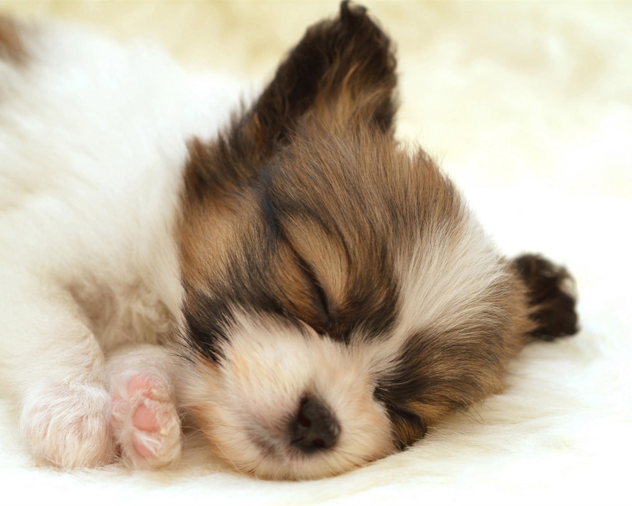 Puppy Photo HD wallpapers (10) #10 - 1280x1024