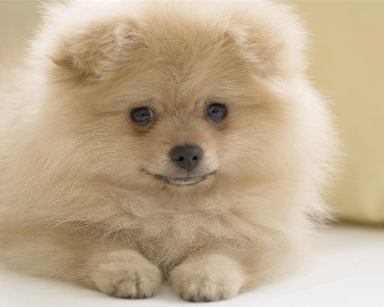 Puppy Photo HD wallpapers (10) #12 - 1280x1024