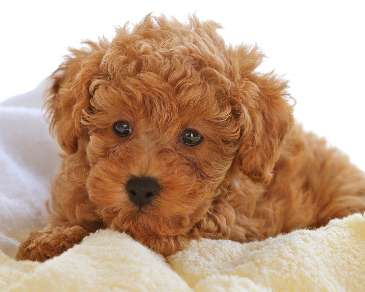 Puppy Photo HD wallpapers (10) #19 - 1280x1024