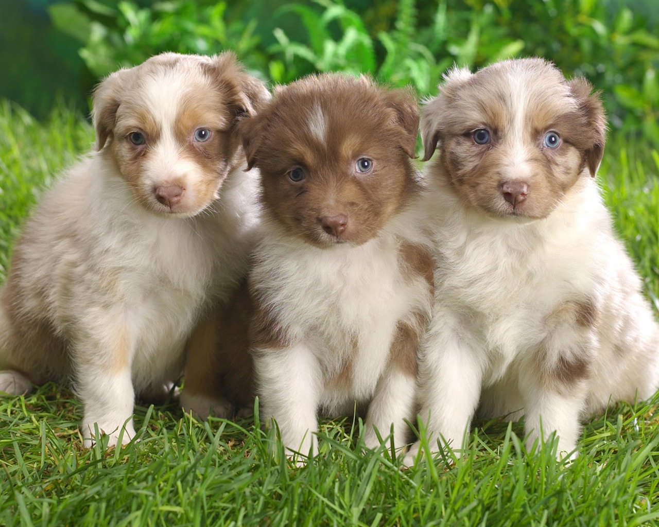 Puppy Photo HD wallpapers (10) #20 - 1280x1024