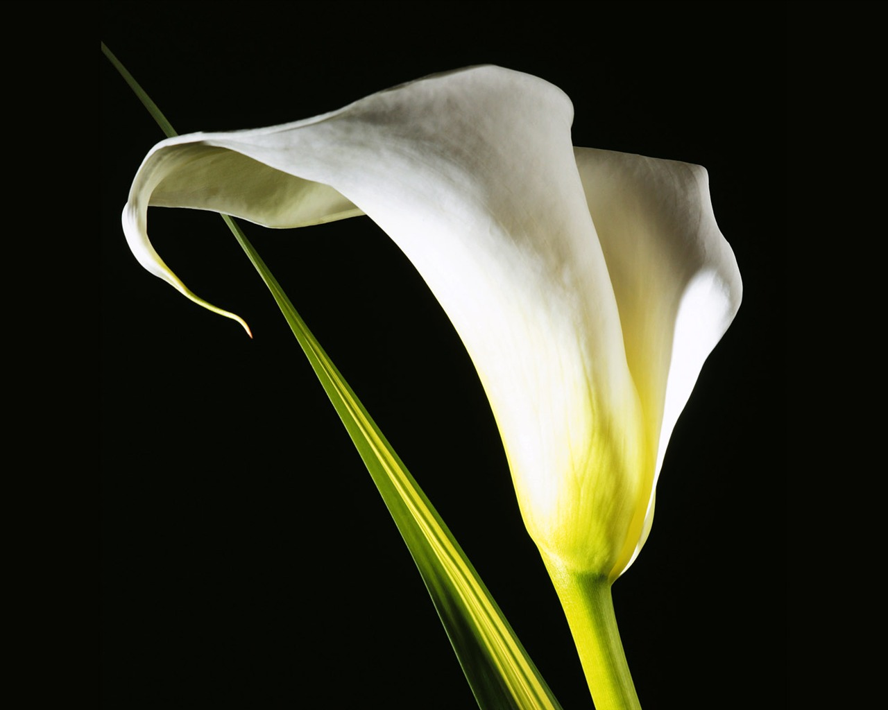 Širokoúhlý tapety květiny close-up (3) #4 - 1280x1024