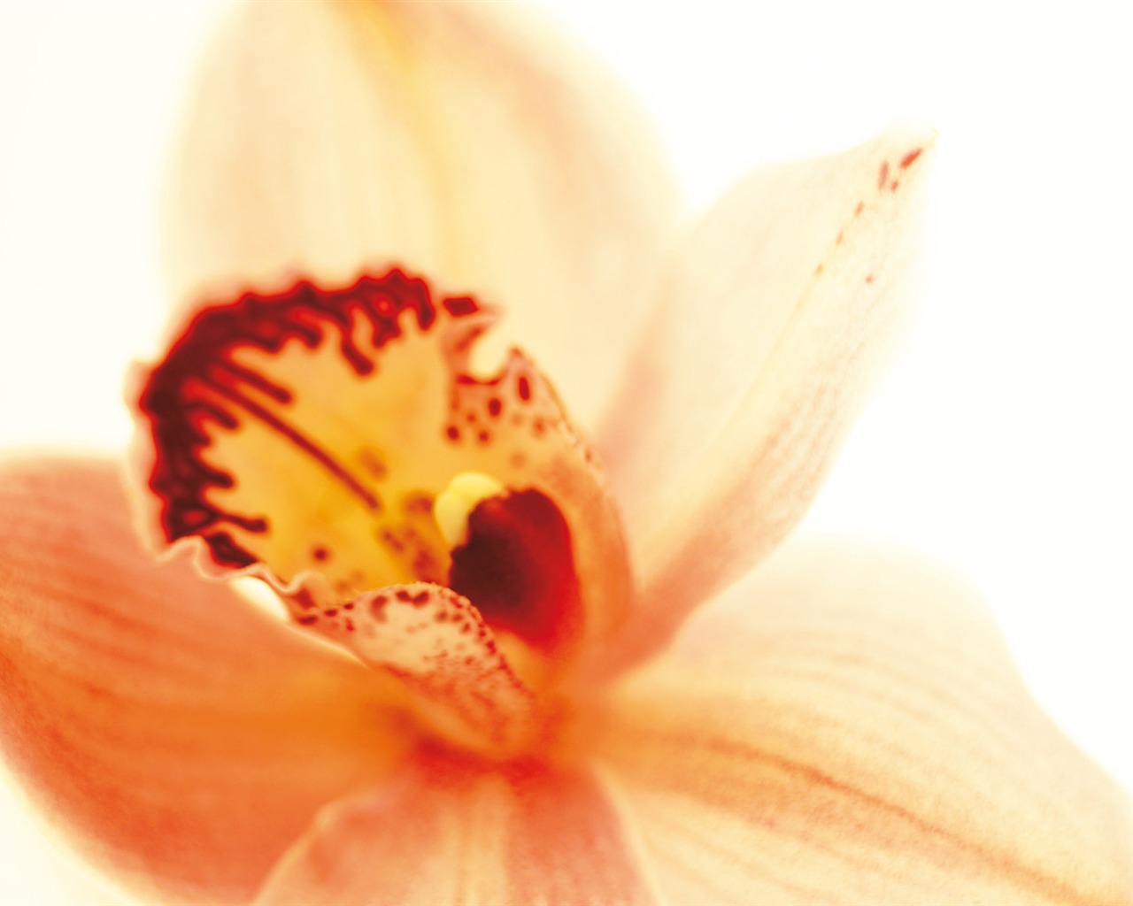Širokoúhlý tapety květiny close-up (3) #14 - 1280x1024