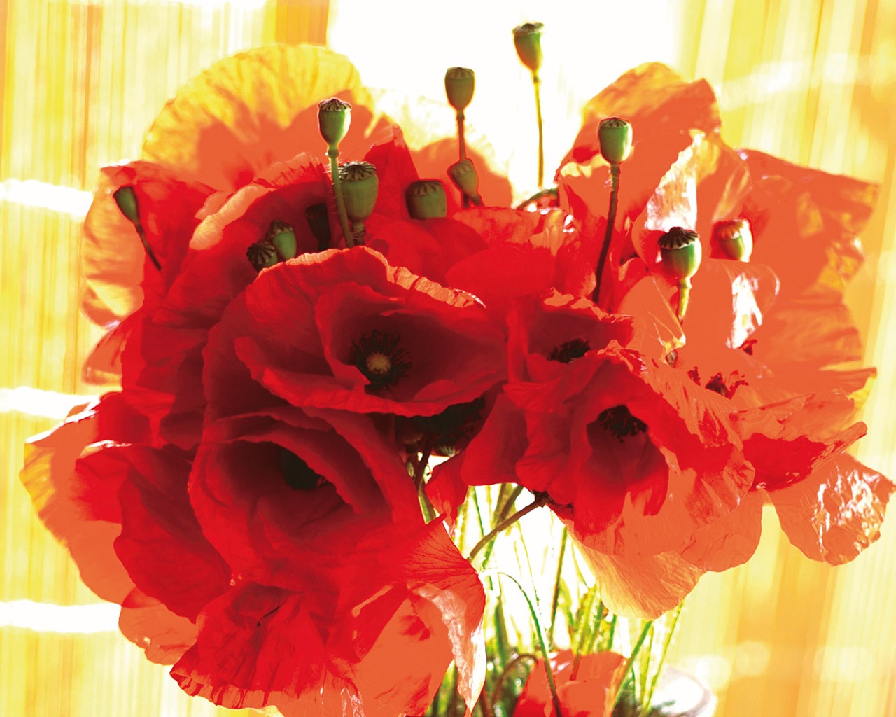 fleurs fond d'écran Widescreen close-up (3) #16 - 1280x1024