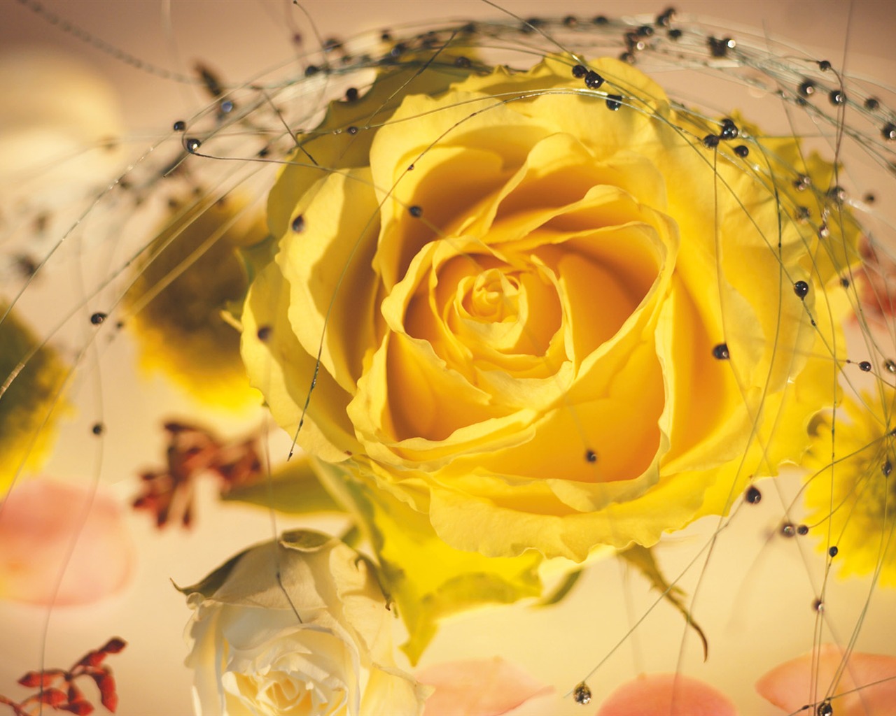 Širokoúhlý tapety květiny close-up (4) #5 - 1280x1024