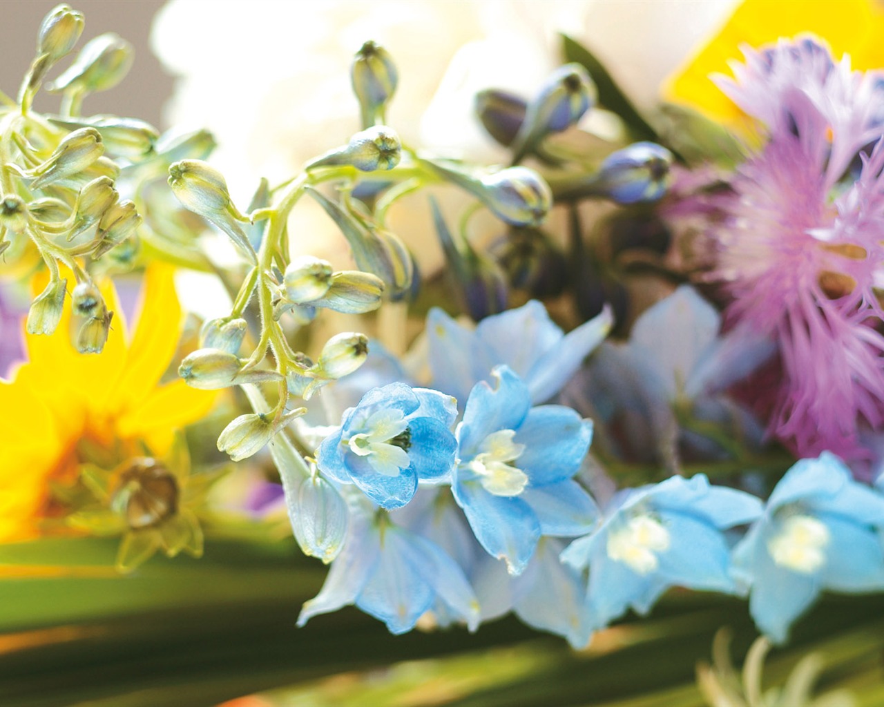 Širokoúhlý tapety květiny close-up (4) #9 - 1280x1024