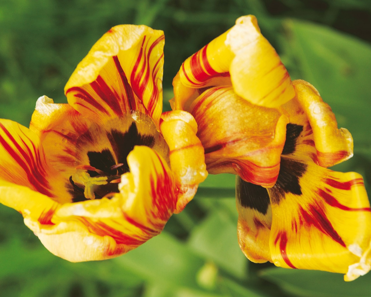 Širokoúhlý tapety květiny close-up (4) #12 - 1280x1024