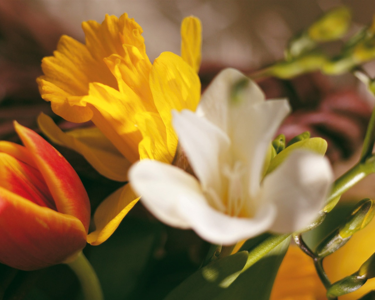 Širokoúhlý tapety květiny close-up (4) #14 - 1280x1024