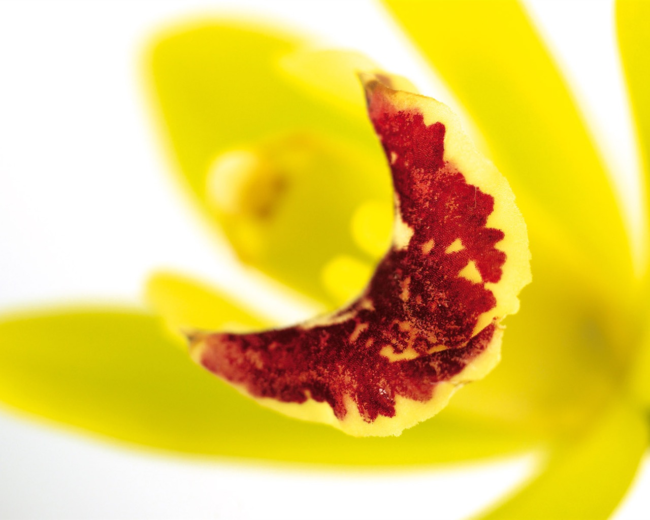 Širokoúhlý tapety květiny close-up (4) #15 - 1280x1024