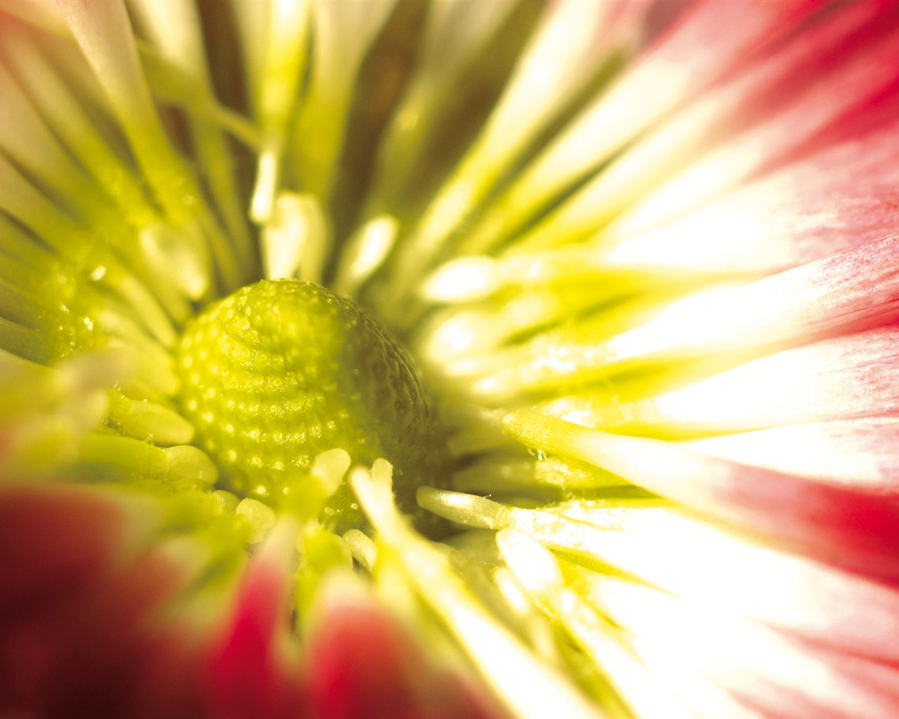 Širokoúhlý tapety květiny close-up (4) #16 - 1280x1024