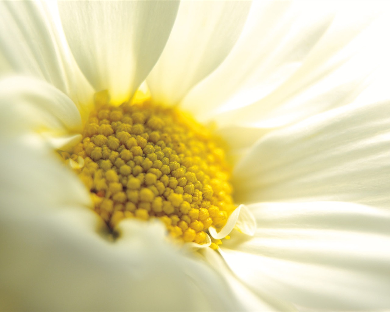 Širokoúhlý tapety květiny close-up (4) #17 - 1280x1024