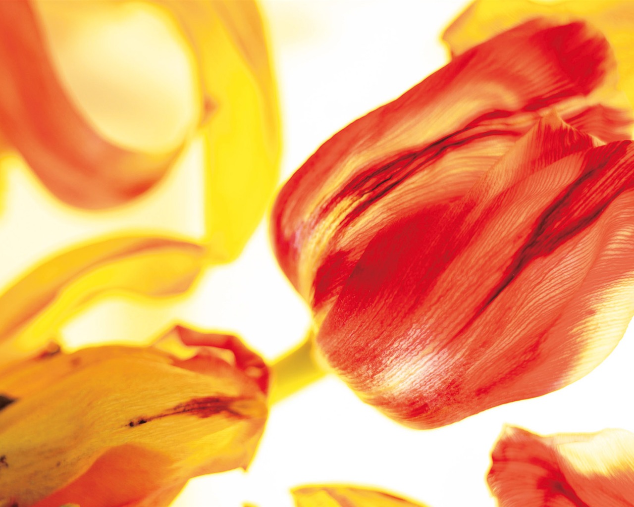 Širokoúhlý tapety květiny close-up (4) #19 - 1280x1024