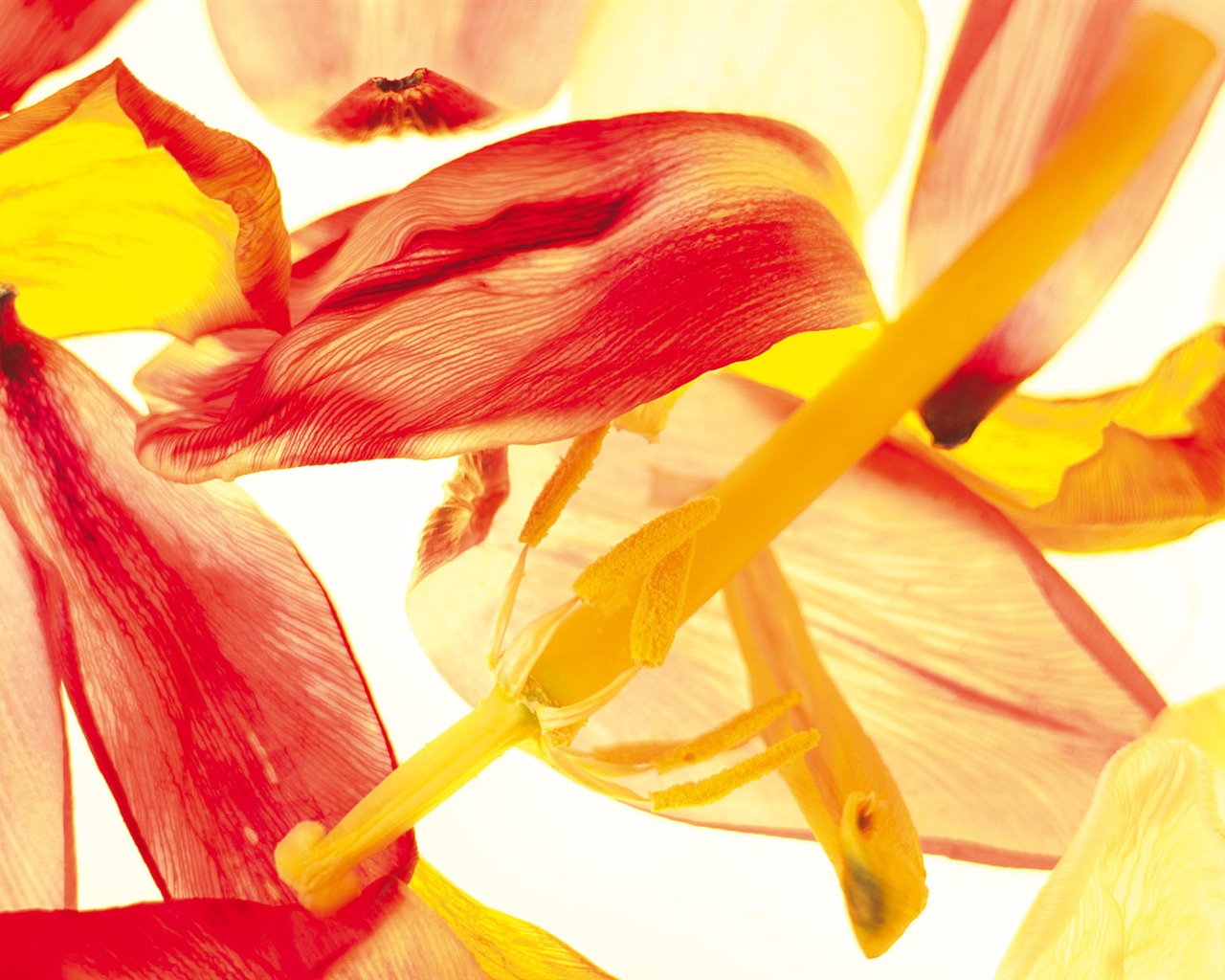 Widescreen wallpaper flowers close-up (5) #1 - 1280x1024