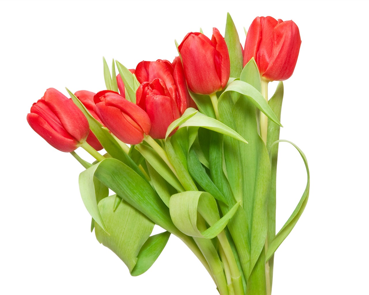 Velký tulipán tapetu (3) #6 - 1280x1024