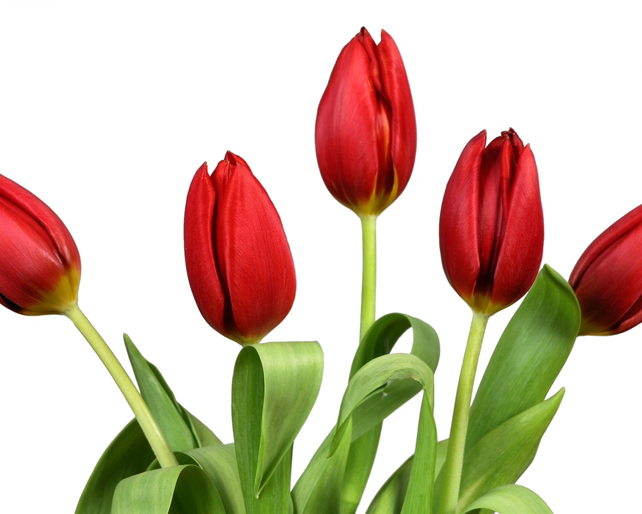 Velký tulipán tapetu (3) #11 - 1280x1024