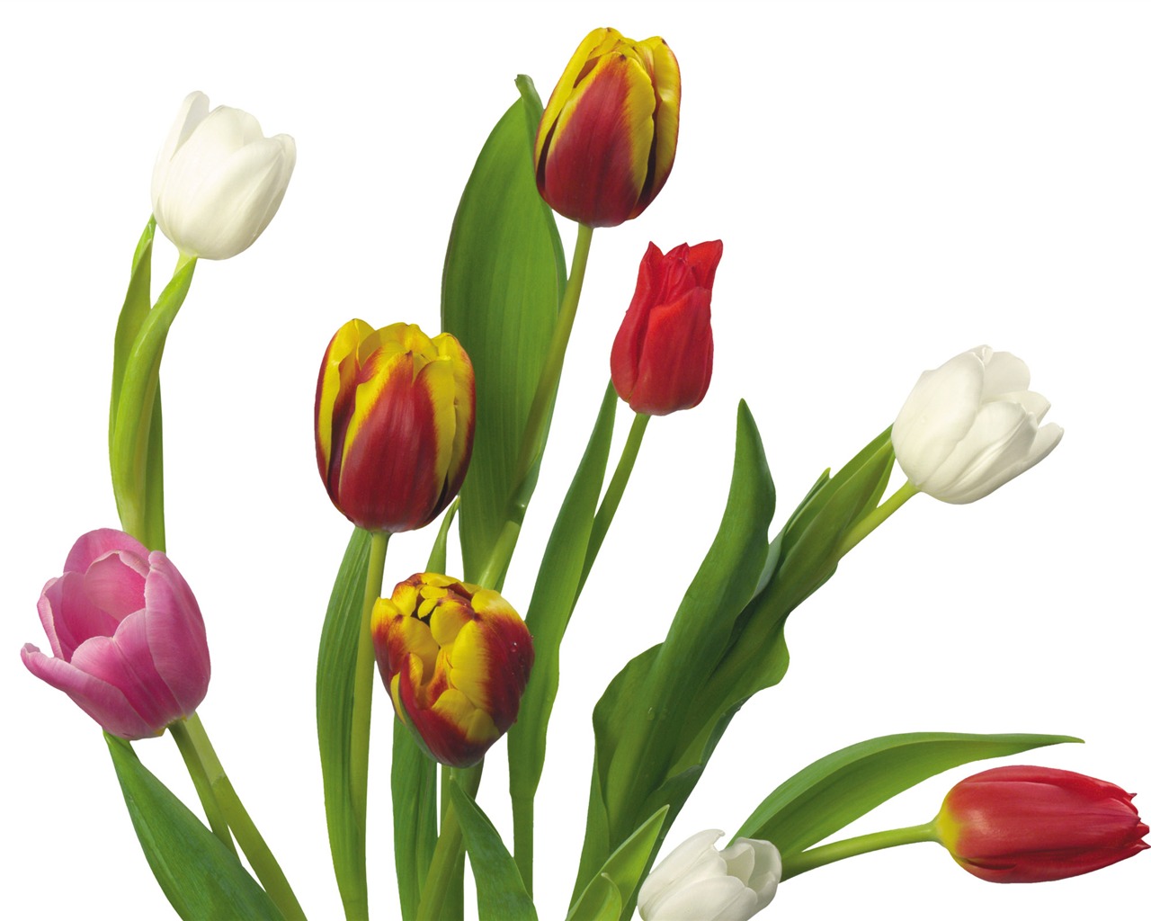 Velký tulipán tapetu (3) #12 - 1280x1024