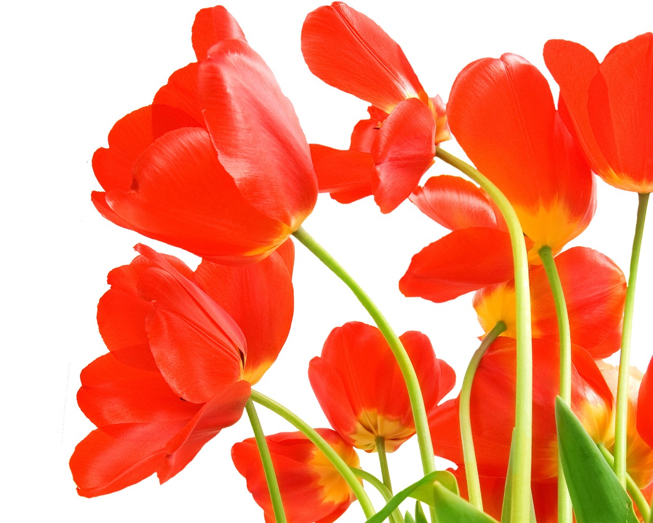 fondos de escritorio de gran tulipán (4) #2 - 1280x1024