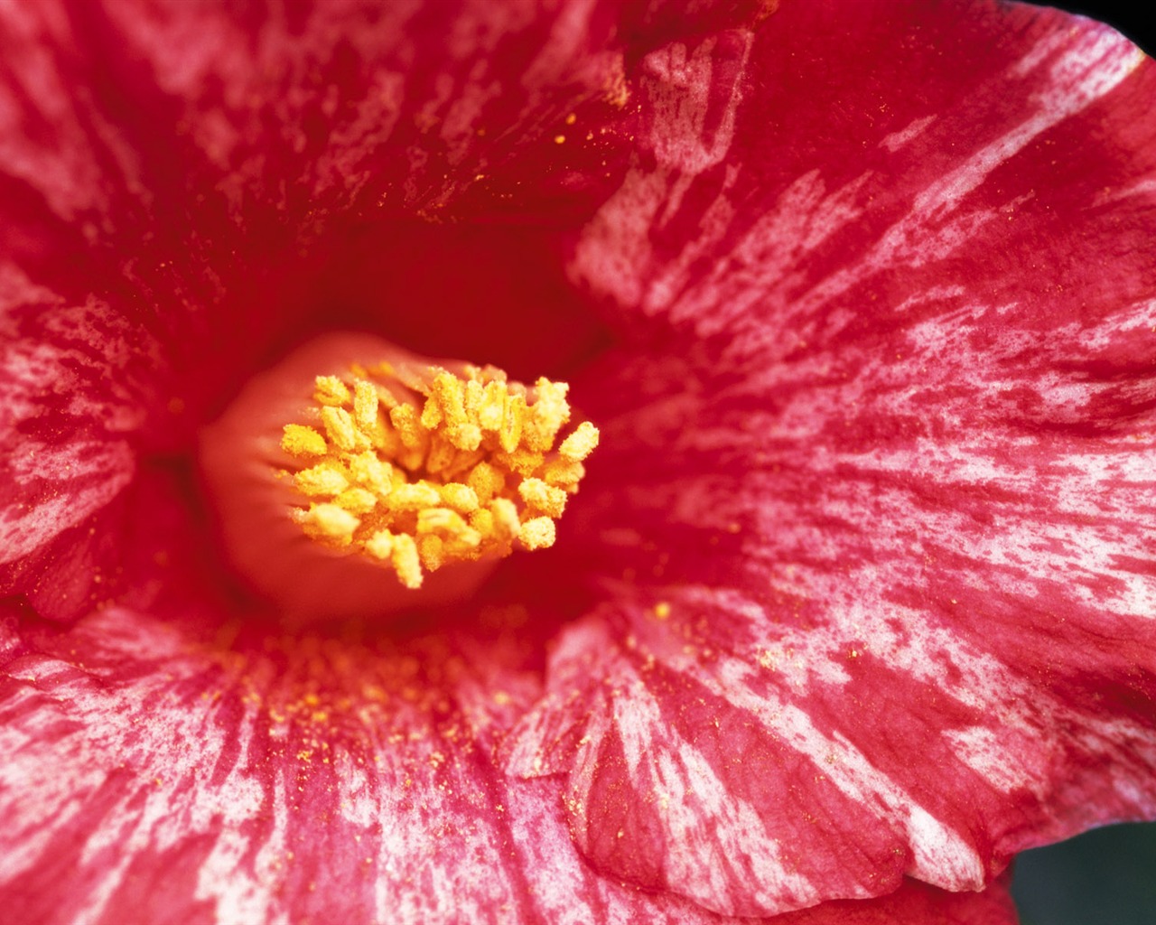 fleurs fond d'écran Widescreen close-up (7) #11 - 1280x1024