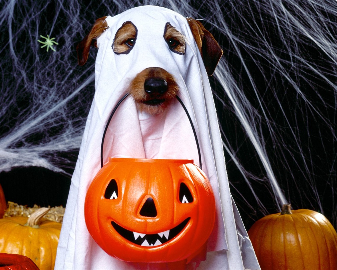Fonds d'écran thème de l'Halloween (1) #1 - 1280x1024
