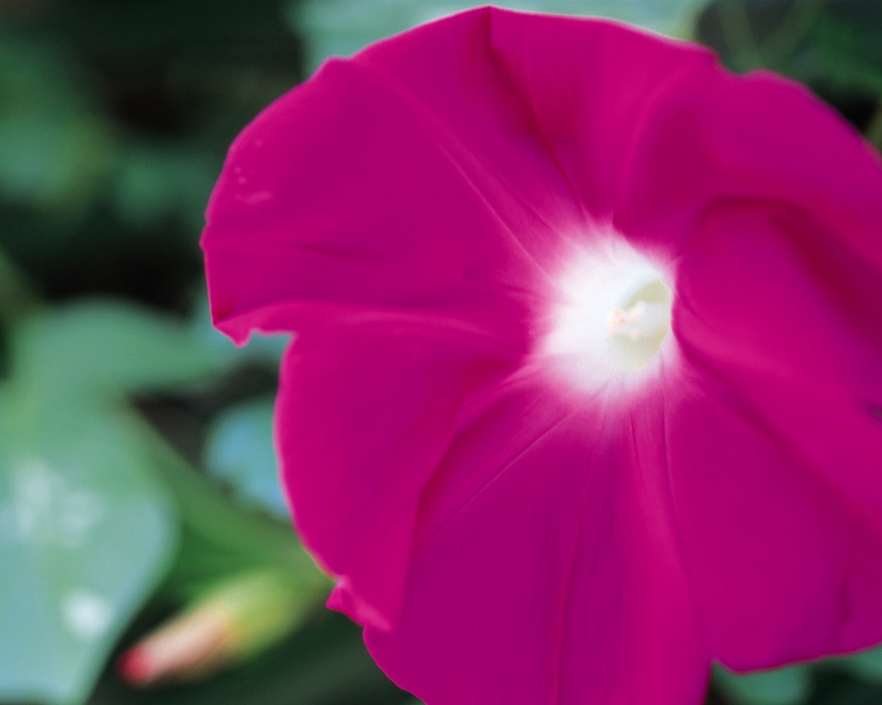 fleurs fond d'écran Widescreen close-up (8) #5 - 1280x1024