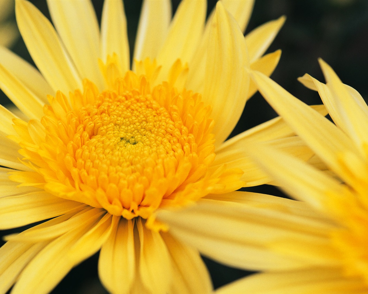 fleurs fond d'écran Widescreen close-up (8) #7 - 1280x1024