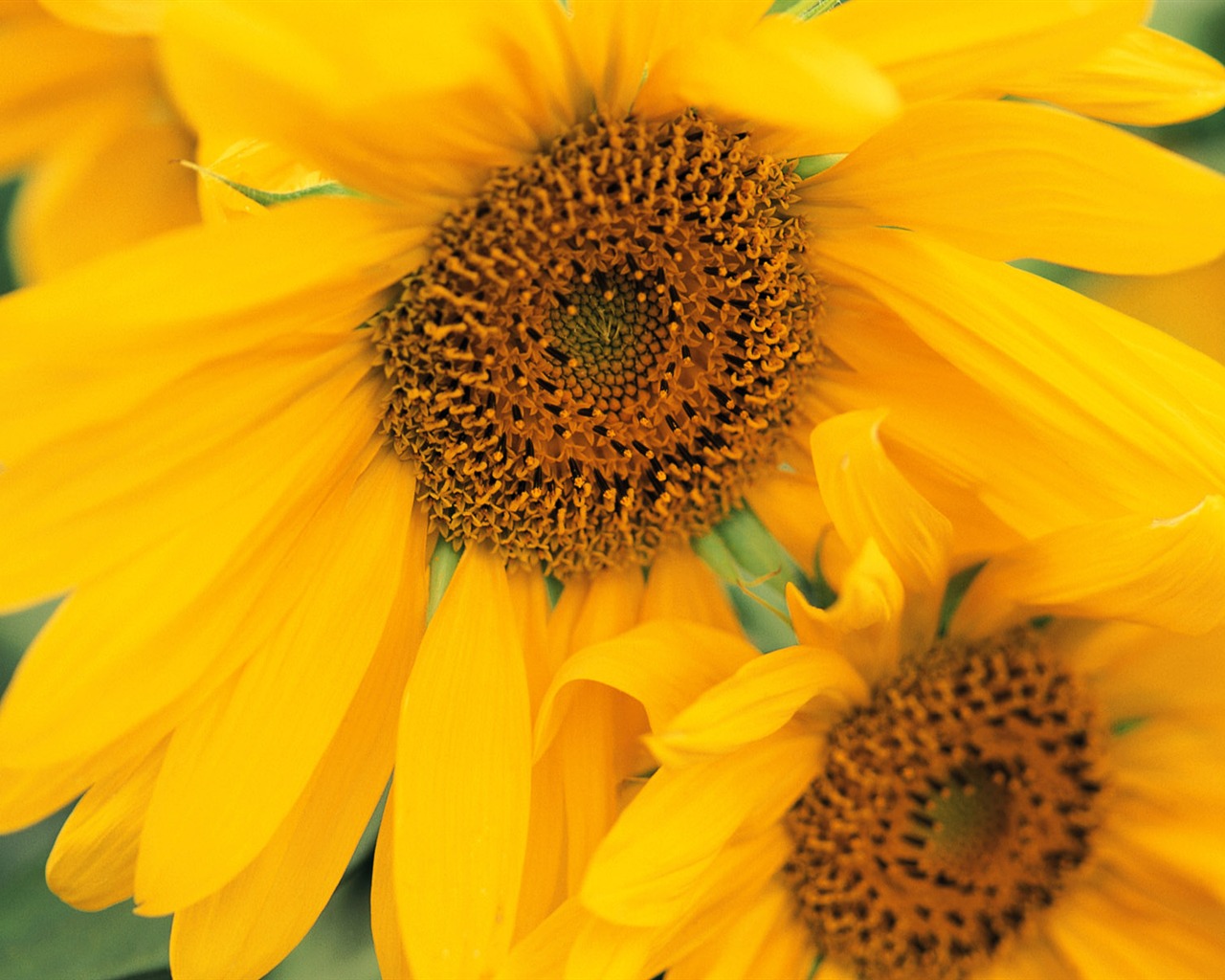 fleurs fond d'écran Widescreen close-up (8) #18 - 1280x1024