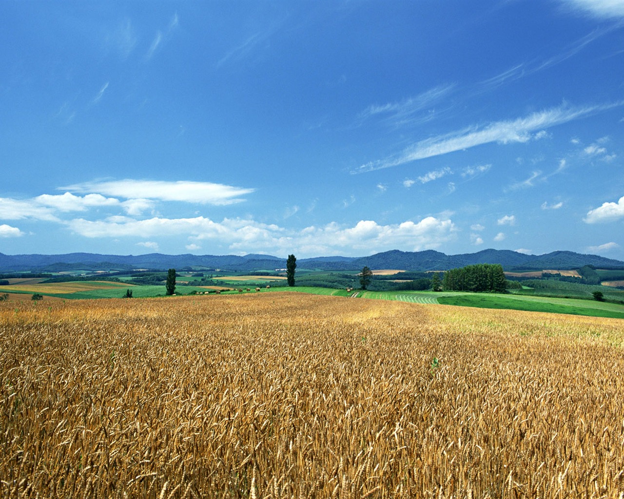 Tao Heung Shakes the Barley écran Fond d'écran #1 - 1280x1024