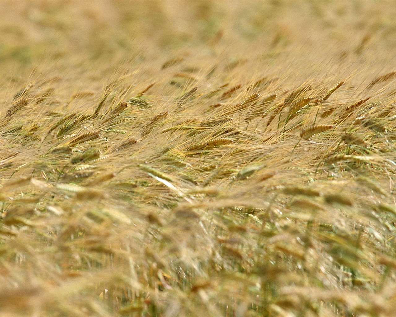 Tao Heung Shakes the Barley écran Fond d'écran #2 - 1280x1024