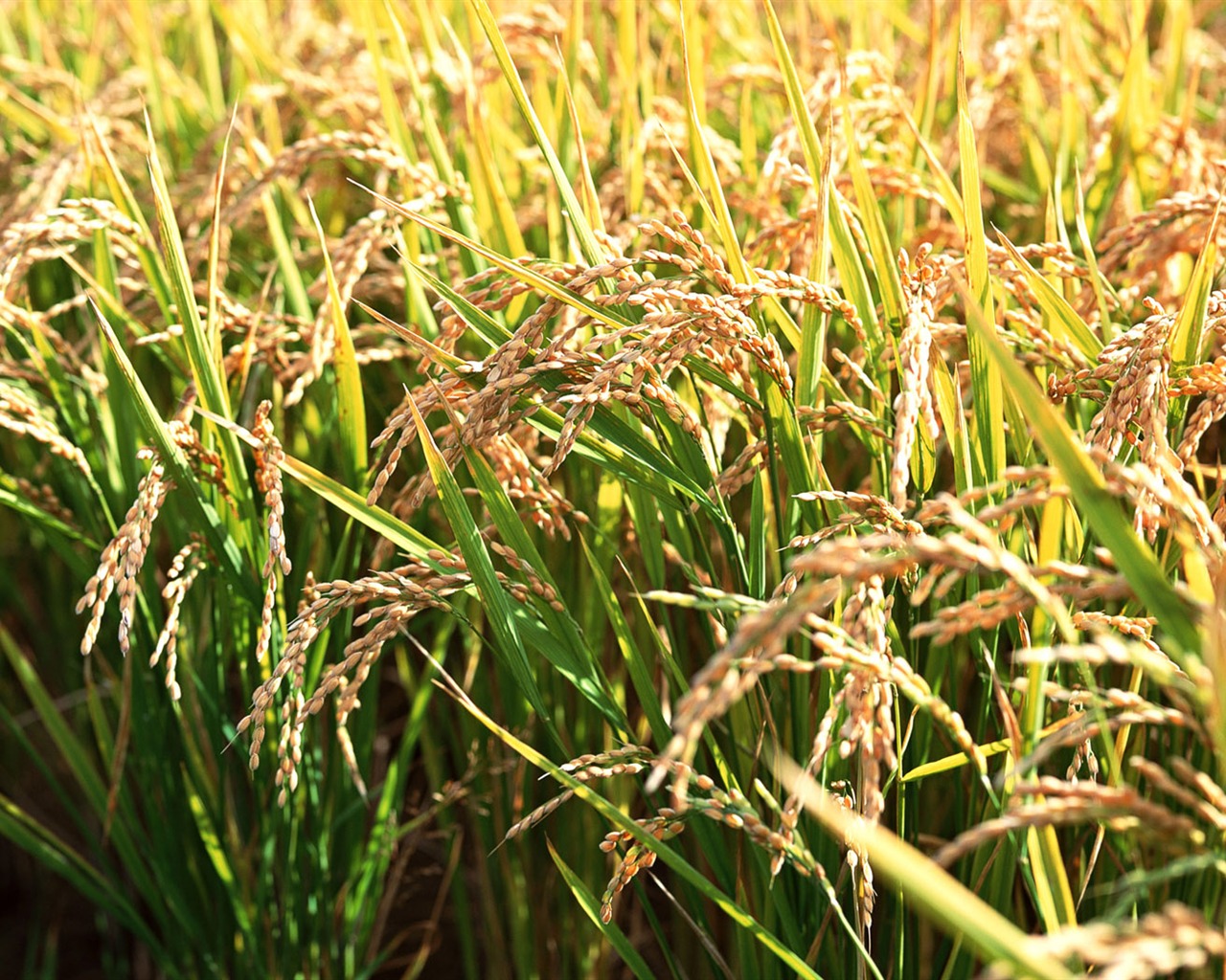 Tao Heung Shakes the Barley écran Fond d'écran #10 - 1280x1024