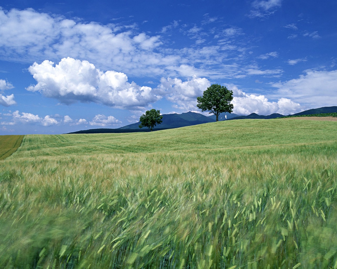 Tao Heung Shakes the Barley Bildschirmhintergründen #14 - 1280x1024