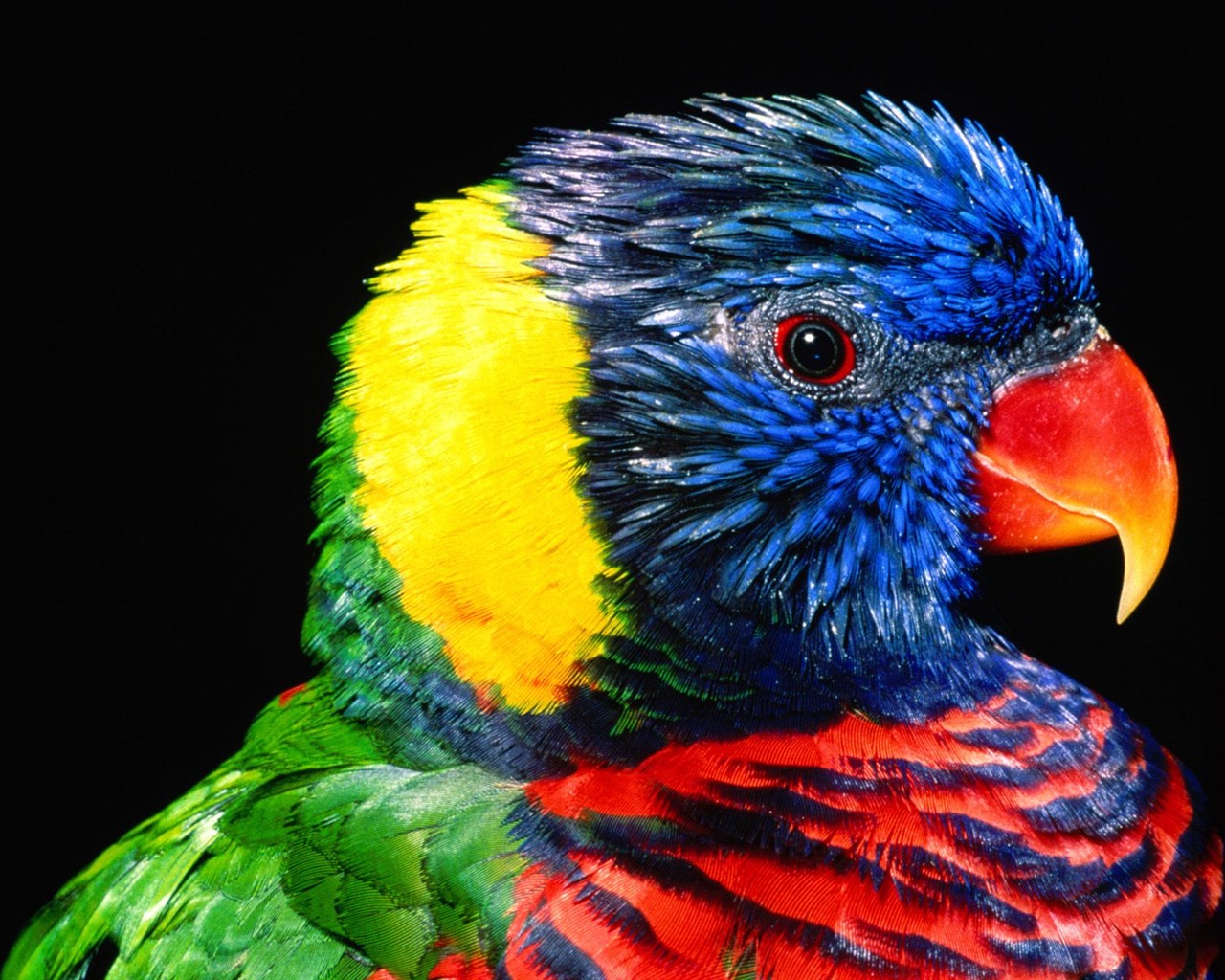 Parrot wallpaper fotoalbum #1 - 1280x1024