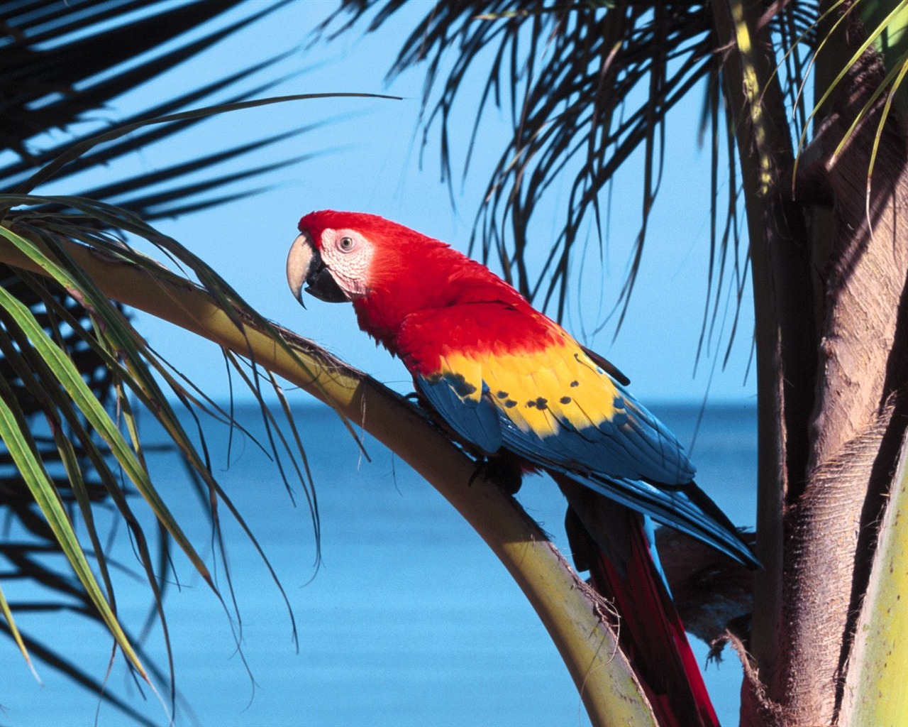 Parrot album photo papier peint #2 - 1280x1024