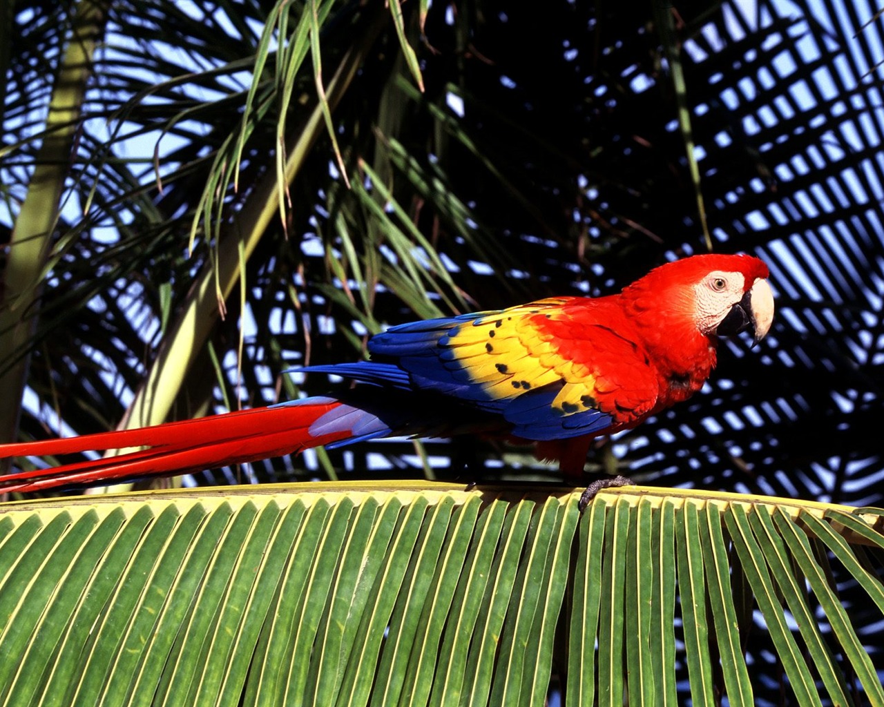 Parrot wallpaper fotoalbum #12 - 1280x1024