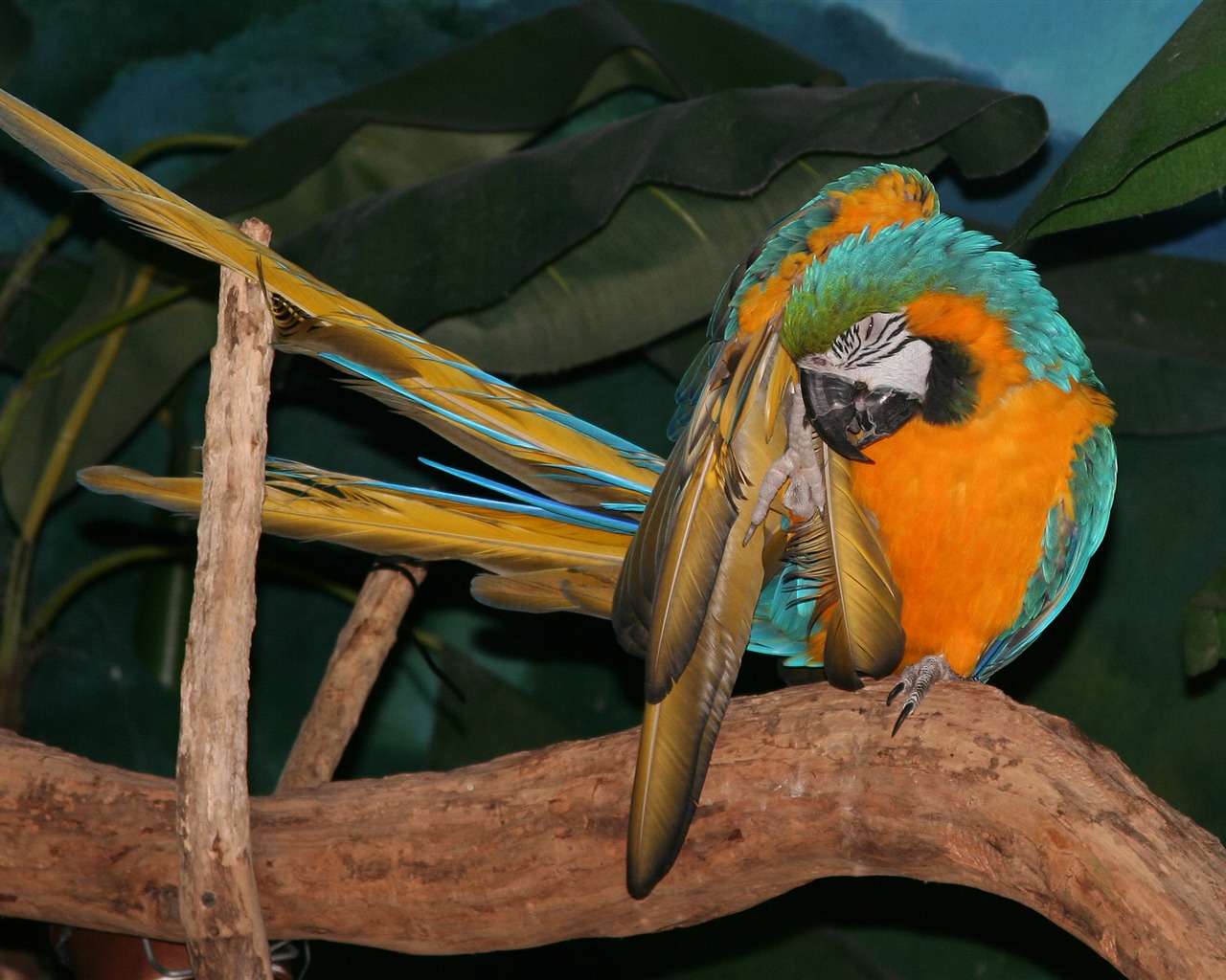Parrot Tapete Fotoalbum #18 - 1280x1024