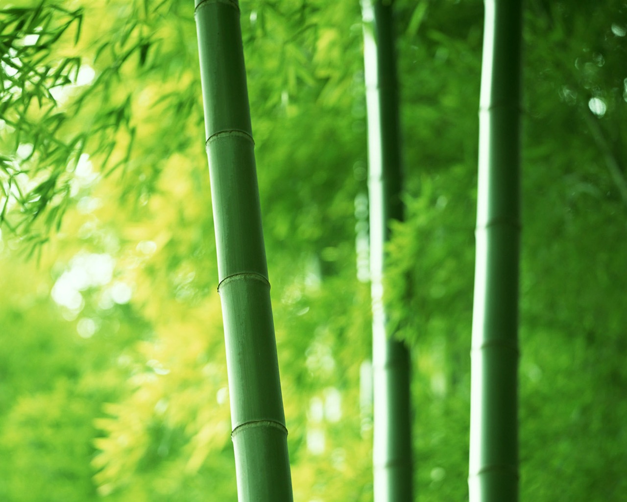 Verde álbumes fondo de pantalla de bambú #1 - 1280x1024