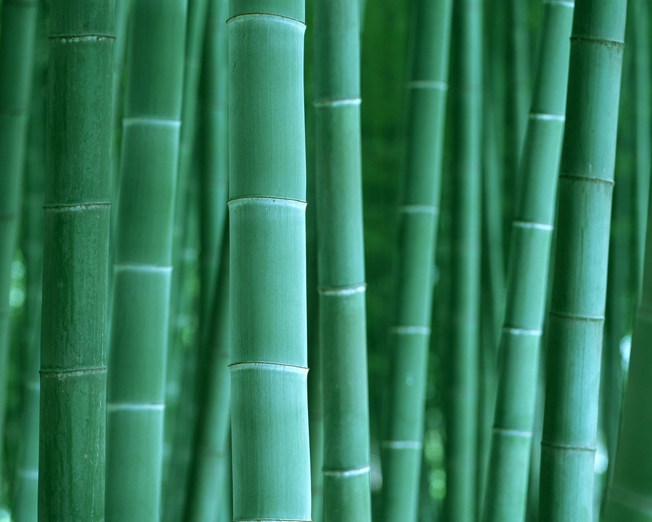 Verde álbumes fondo de pantalla de bambú #2 - 1280x1024
