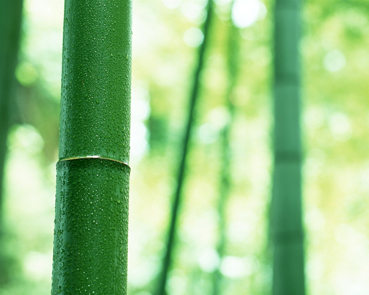 Verde álbumes fondo de pantalla de bambú #3 - 1280x1024