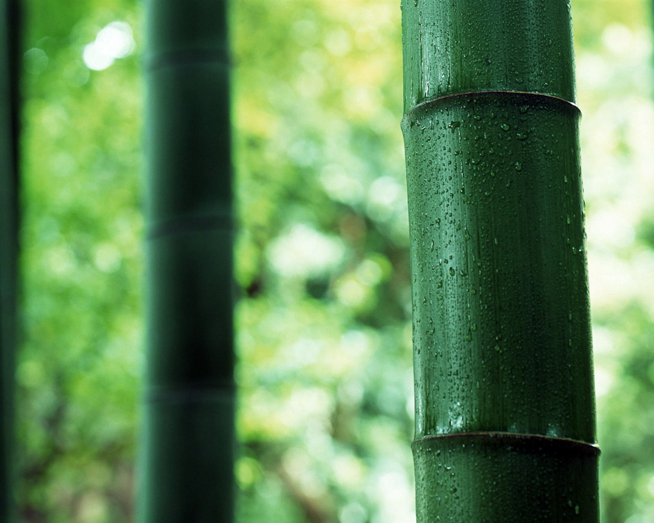 Verde álbumes fondo de pantalla de bambú #4 - 1280x1024