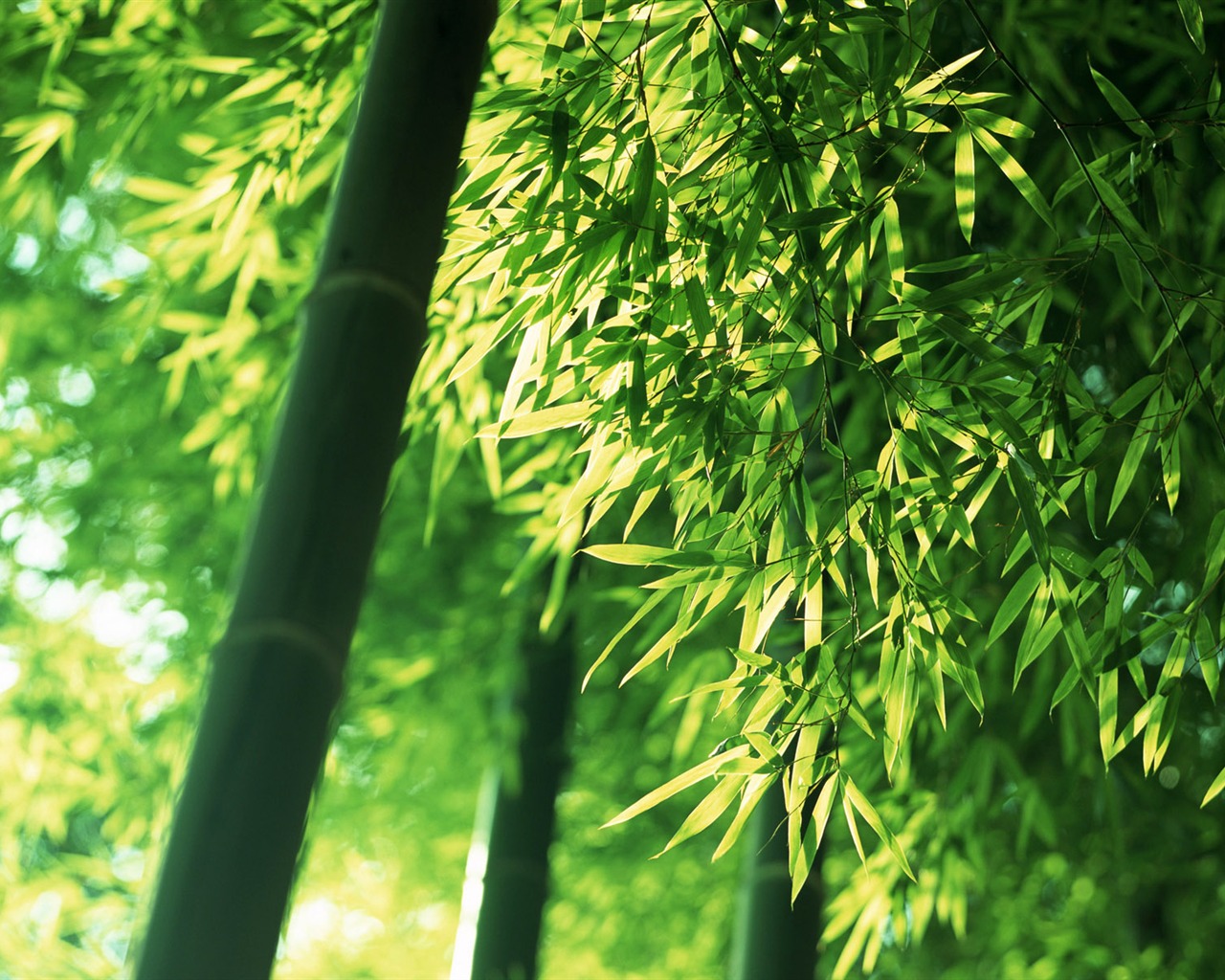 Verde álbumes fondo de pantalla de bambú #5 - 1280x1024