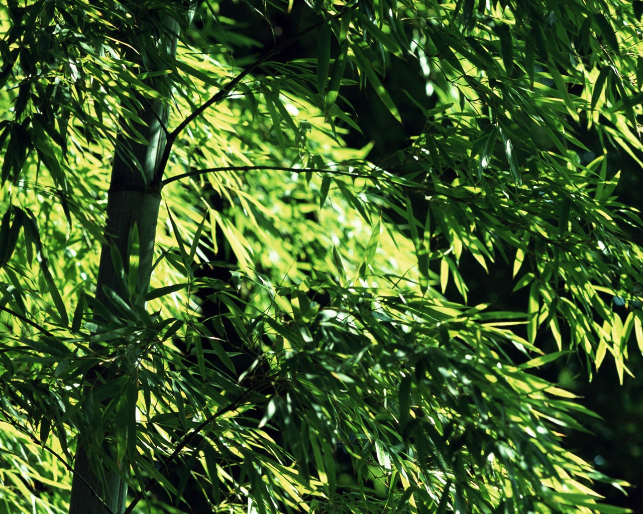 Verde álbumes fondo de pantalla de bambú #6 - 1280x1024