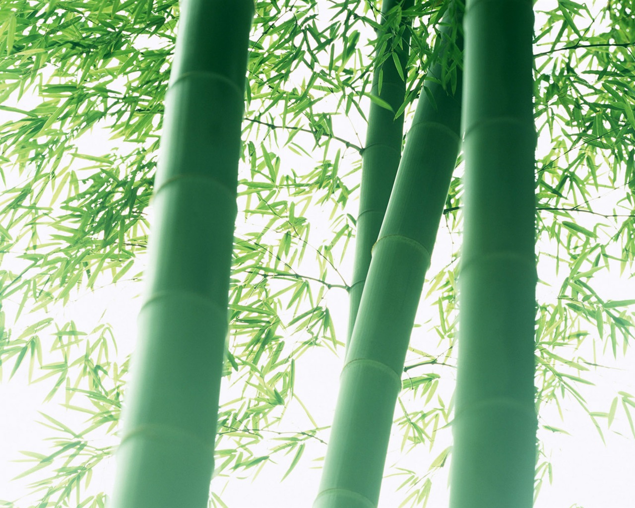 Verde álbumes fondo de pantalla de bambú #7 - 1280x1024