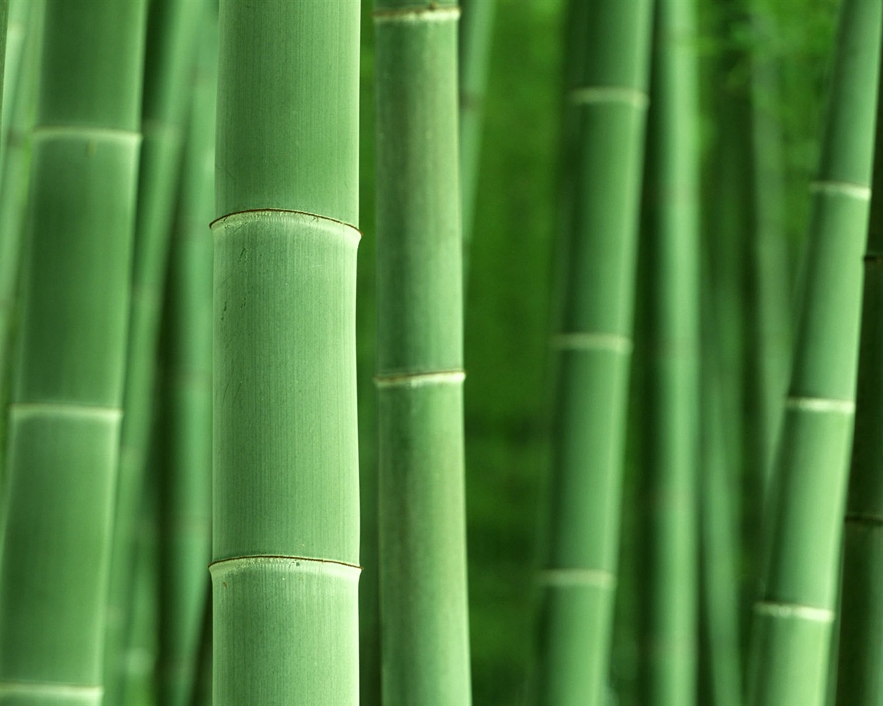 Verde álbumes fondo de pantalla de bambú #8 - 1280x1024