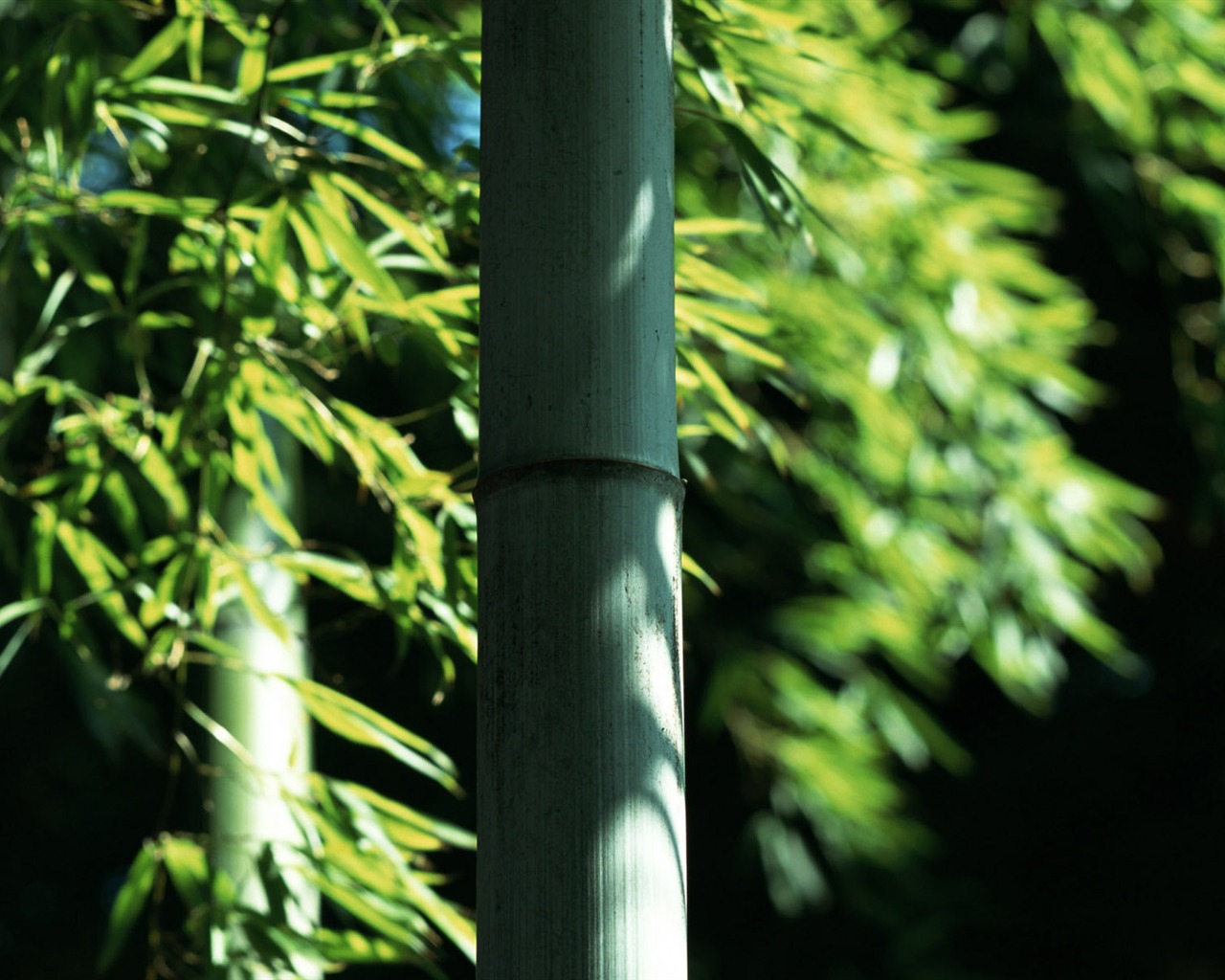 Verde álbumes fondo de pantalla de bambú #9 - 1280x1024
