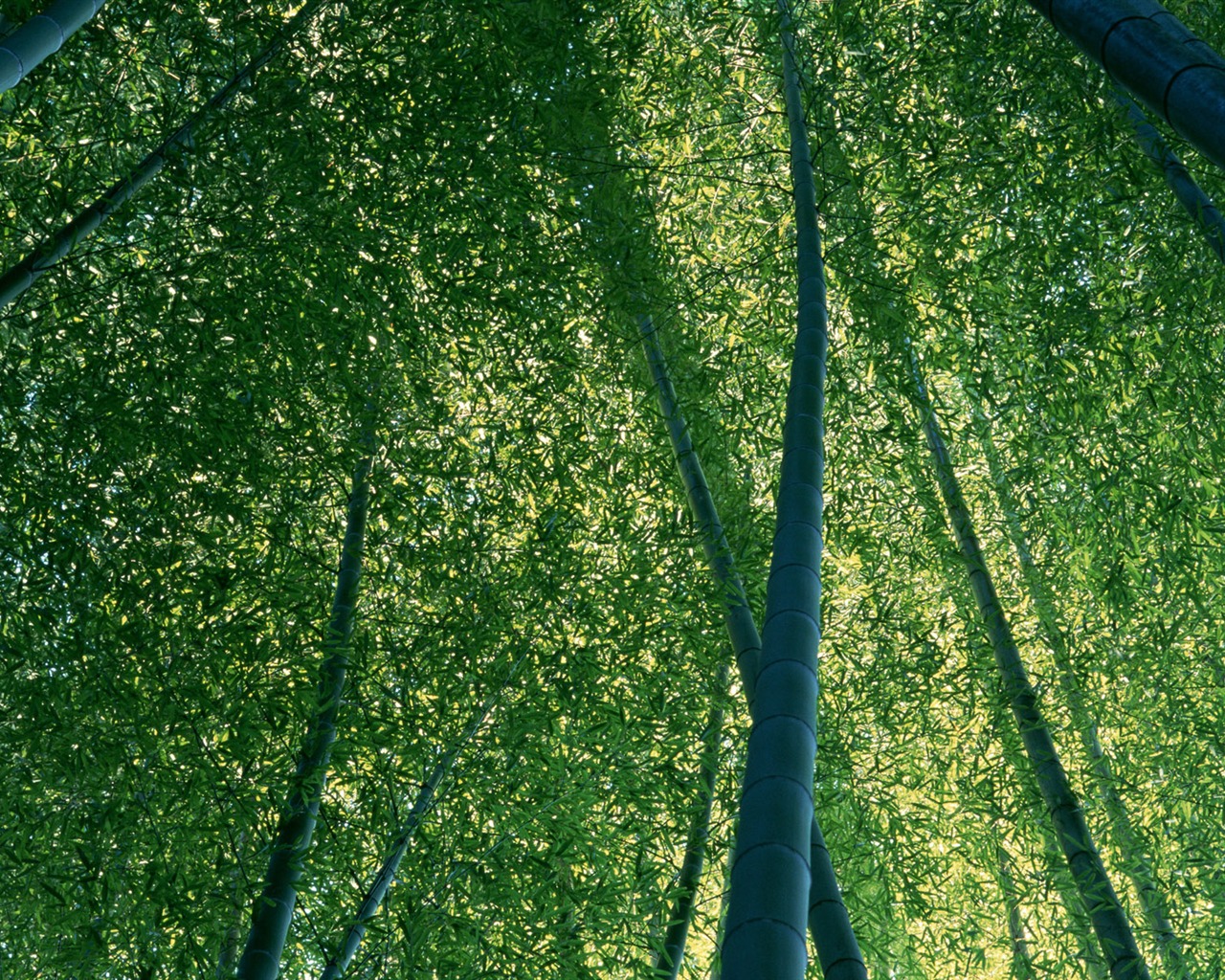 绿色竹林 壁纸专辑11 - 1280x1024