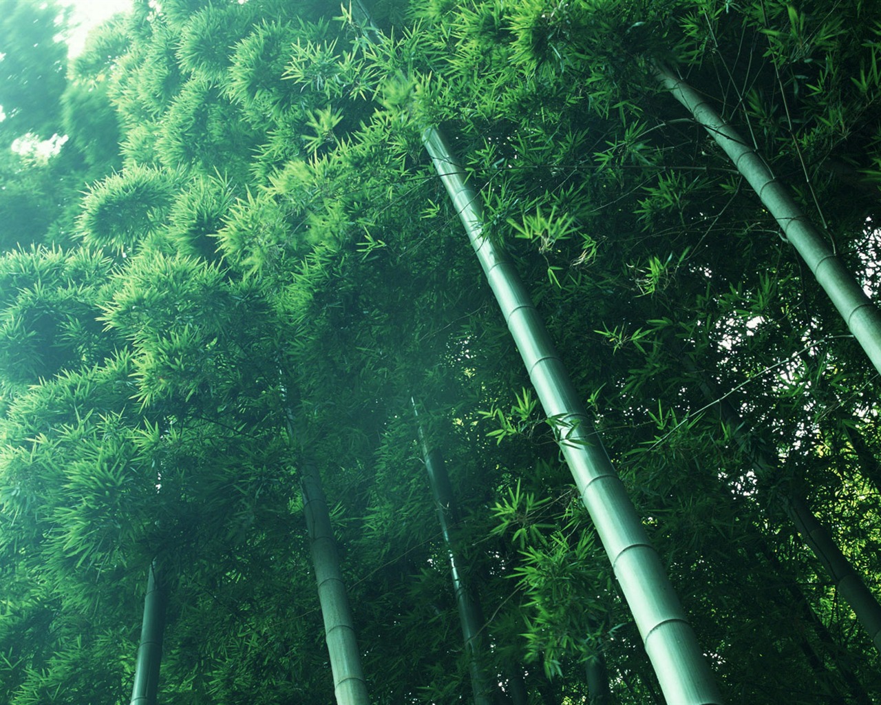 Verde álbumes fondo de pantalla de bambú #13 - 1280x1024