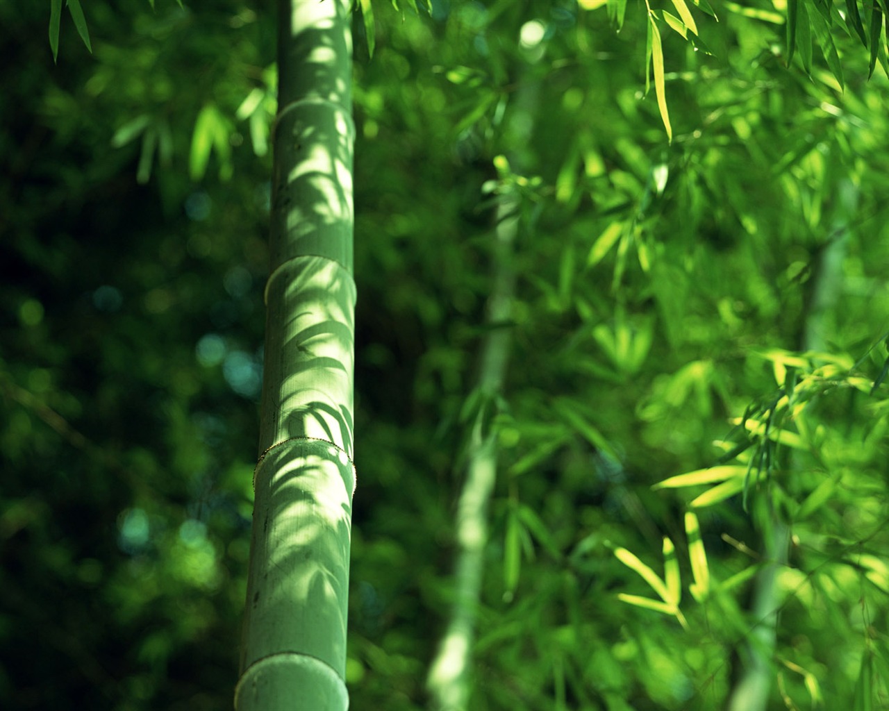 Verde álbumes fondo de pantalla de bambú #14 - 1280x1024
