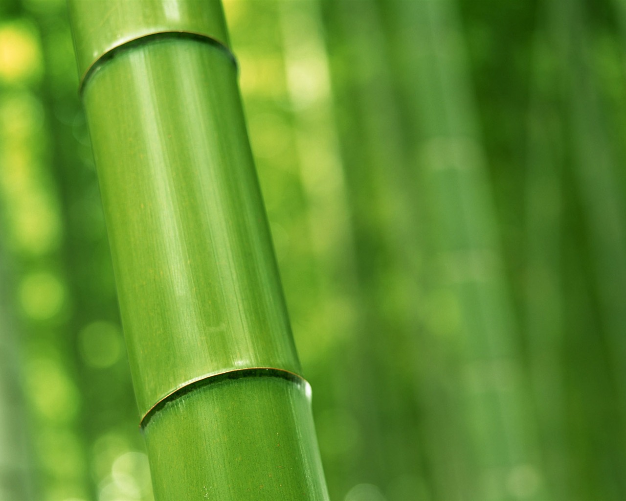 Verde álbumes fondo de pantalla de bambú #16 - 1280x1024